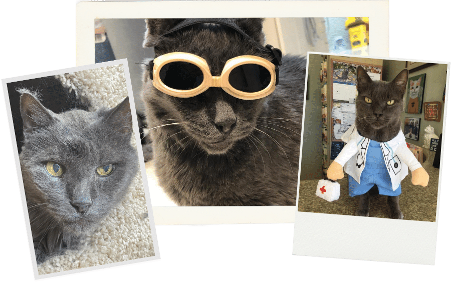 Cat Clinic of Destin photo collage
