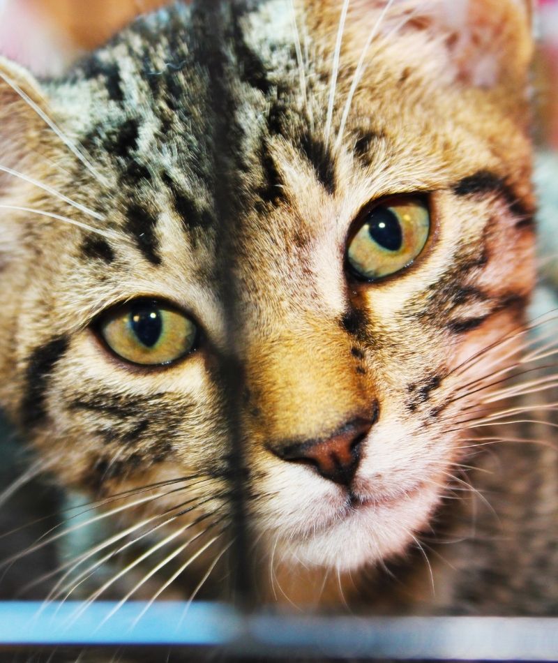 cat behind cage