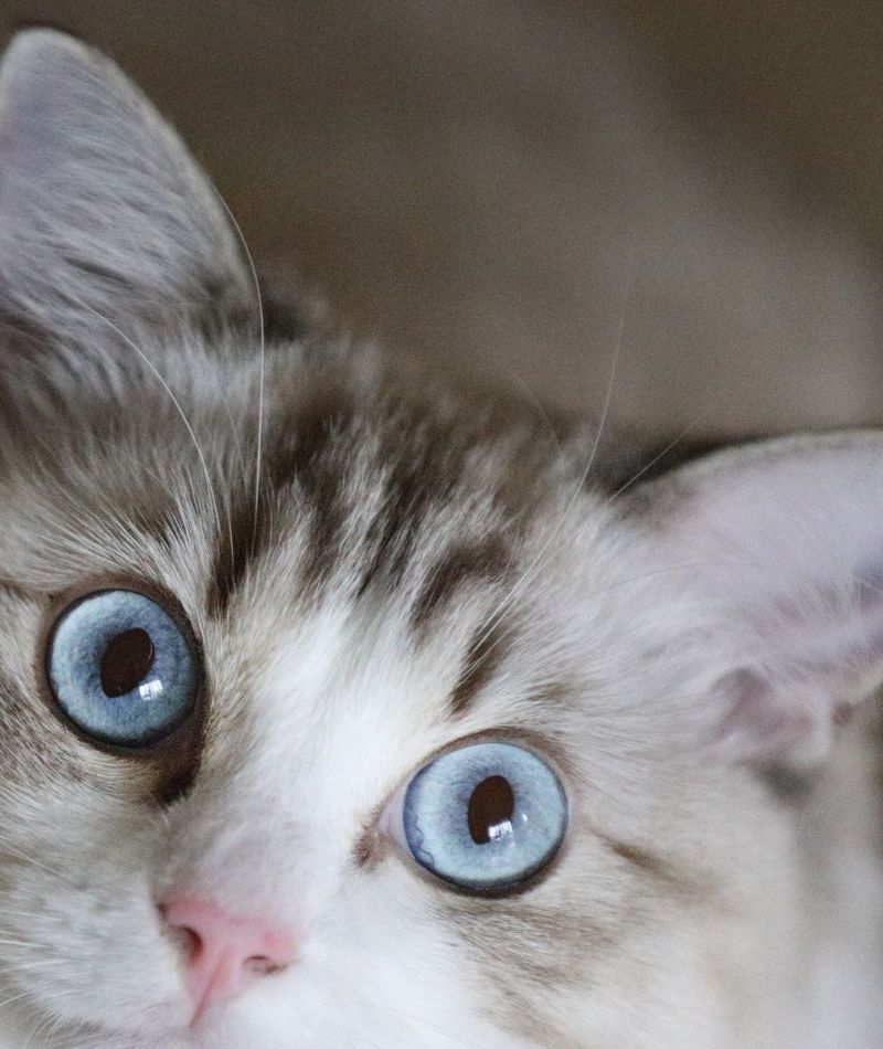 cat with blue eyes looking from corner