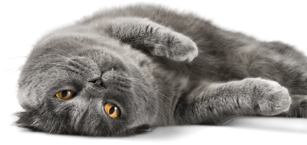 gray cat lying down playfully