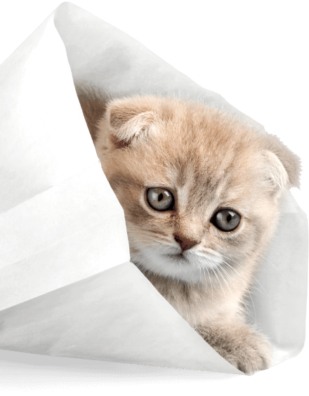 kitten poking head out of paper bag