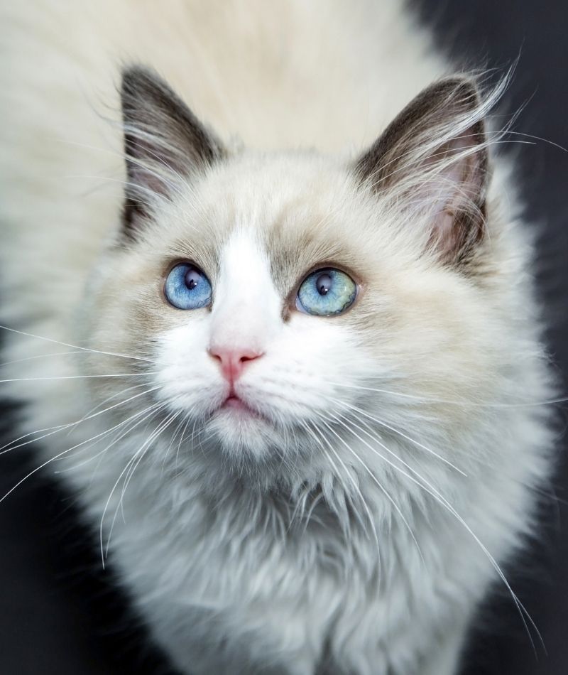 white cat with blue eyes looking up