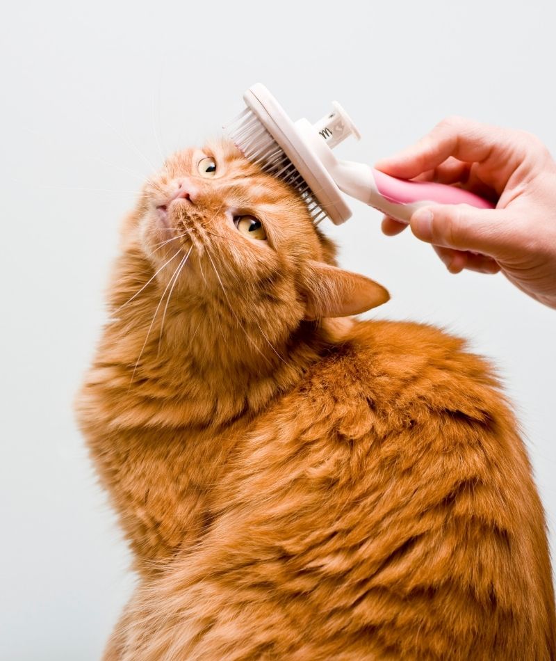 grooming cat